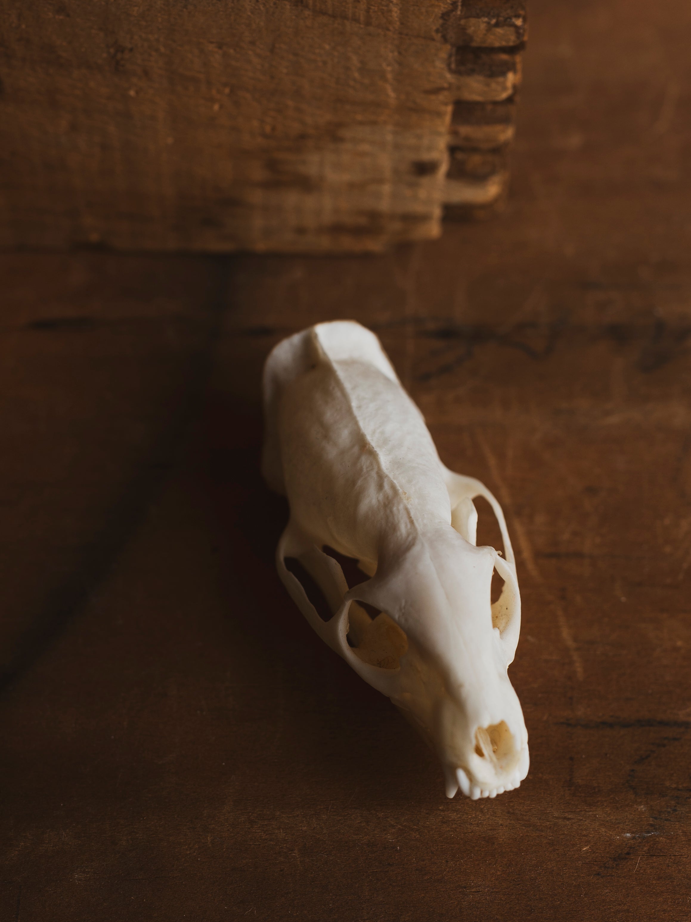 Mongoose Skull, SB1010