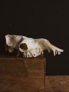 Dromedary Camel Skull, SB1005