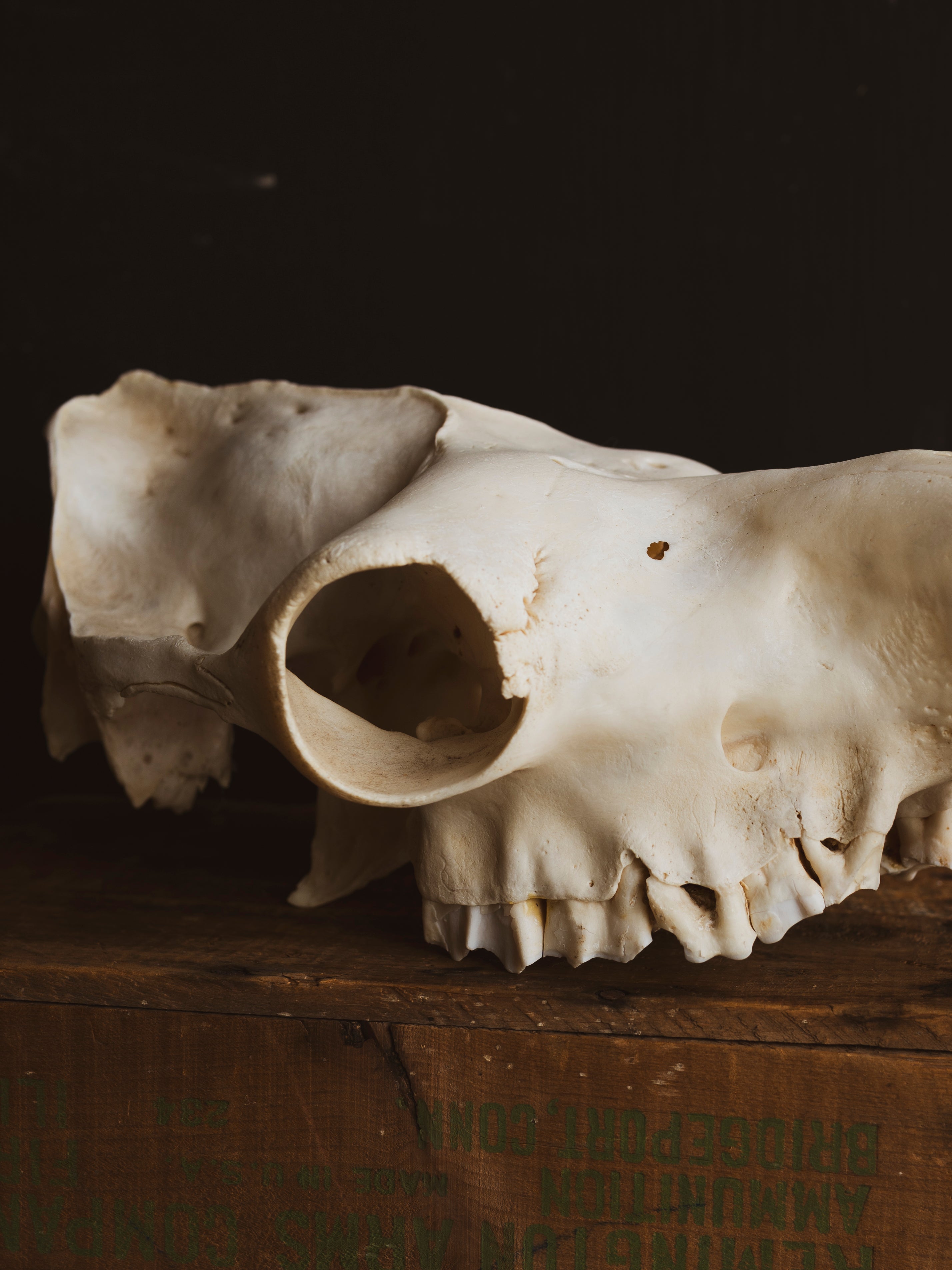 Dromedary Camel Skull, SB1005