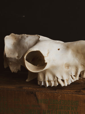 Dromedary Camel Skull, SB1005