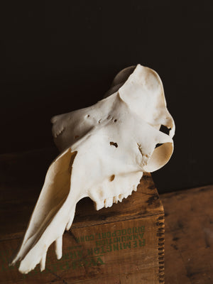 Dromedary Camel Skull, SB1005