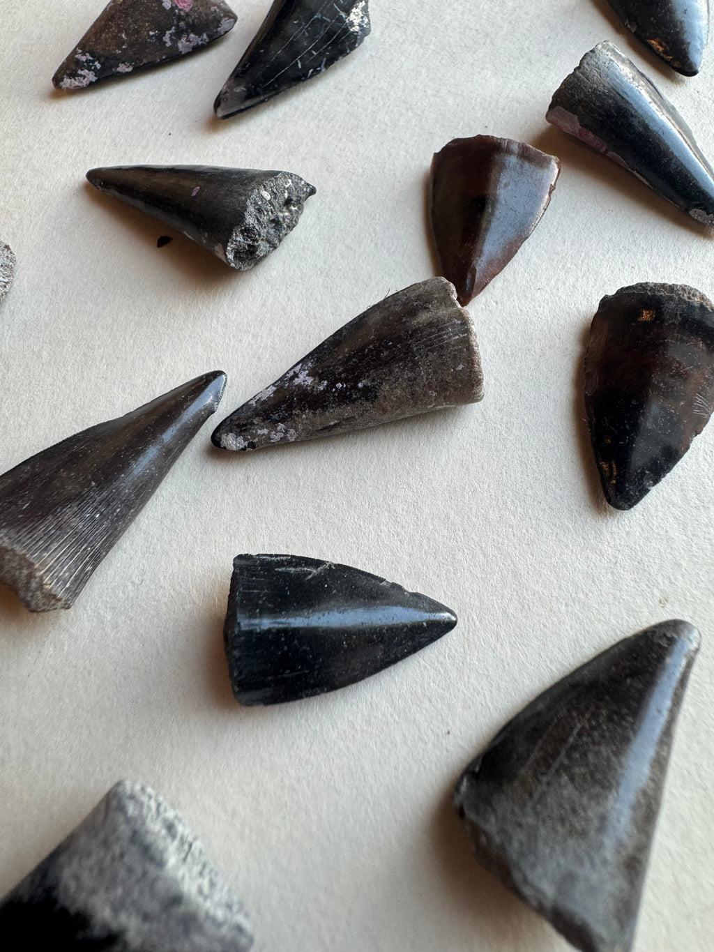 Fossilized Barracuda Tooth, RM2038