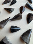 Fossilized Barracuda Tooth, RM2038