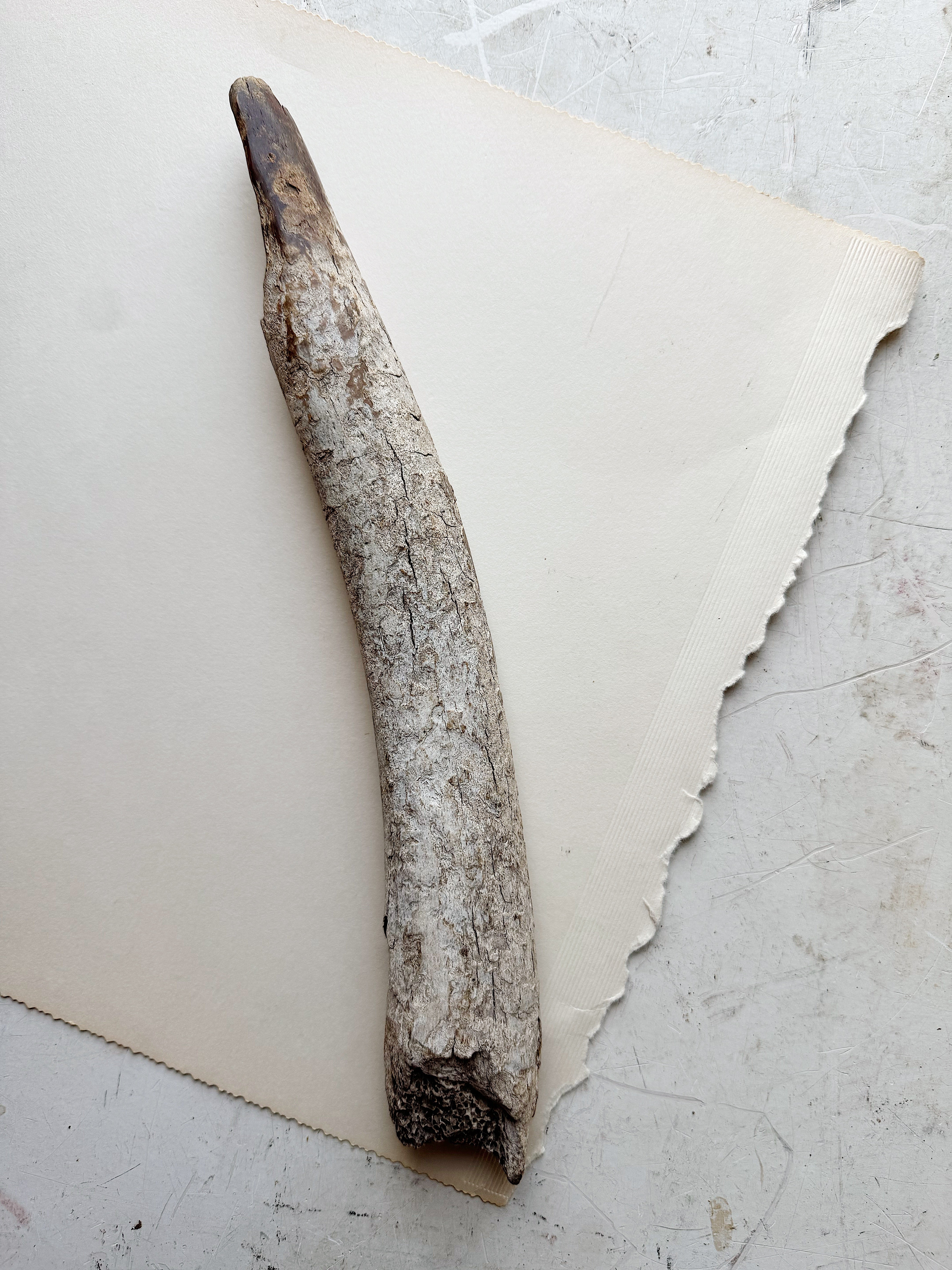 12.75” Fossilized Walrus Baculum, RM708