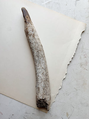 12.75” Fossilized Walrus Baculum, RM708