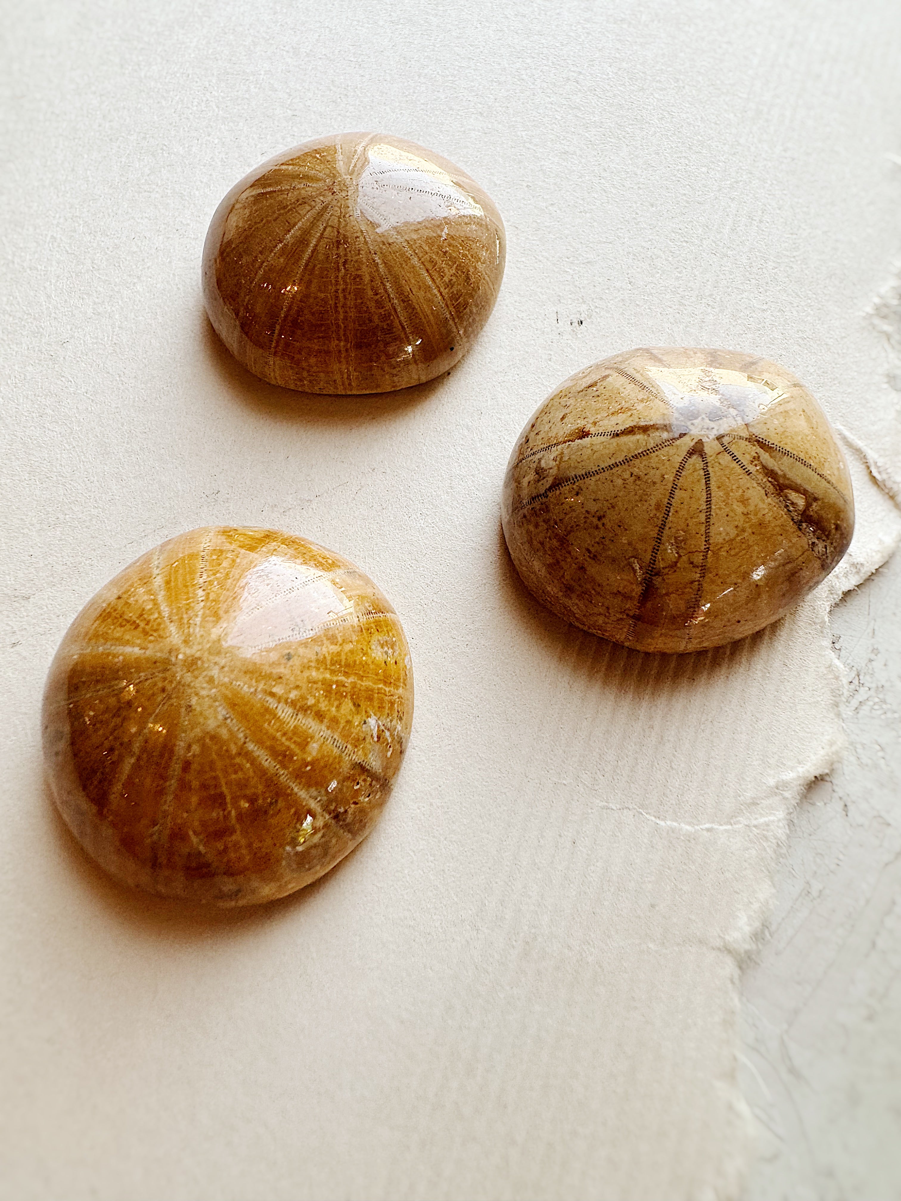 1" Fossilized Sea Urchin, RM107