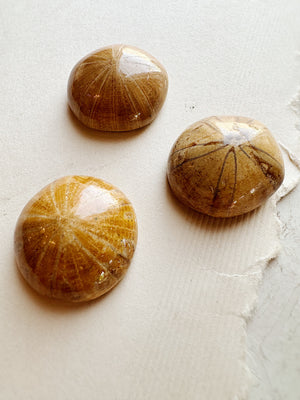 1" Fossilized Sea Urchin, RM107