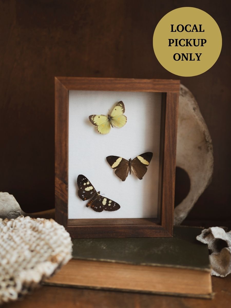 8x6” Framed Moth & Butterfly Collection, IN149