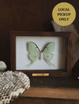 6x8" Framed Luna Moth, IN397