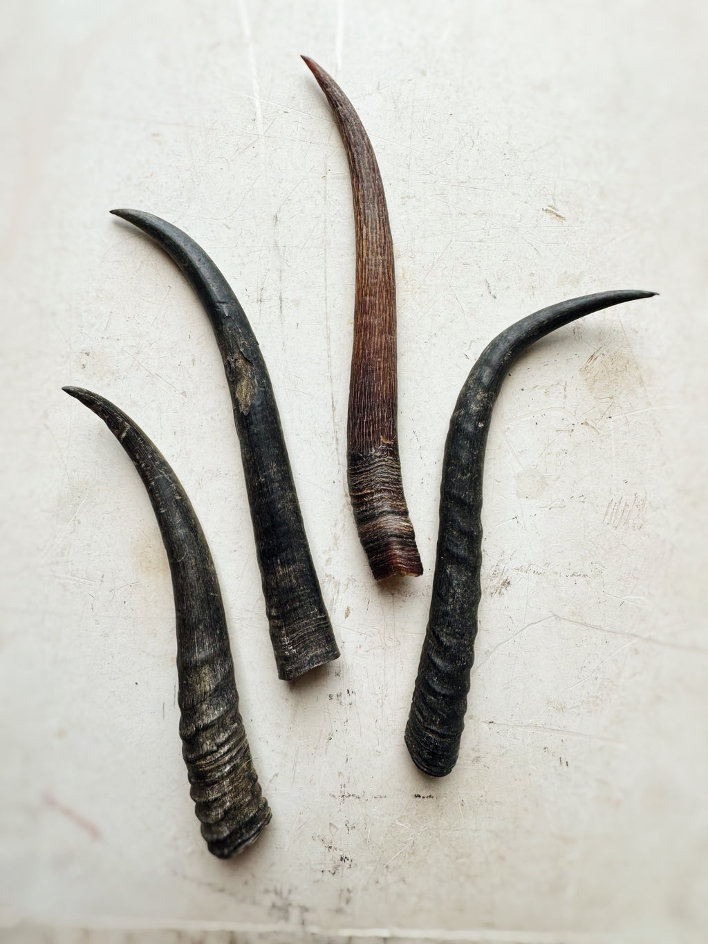 Female Springbok Horn, SB377