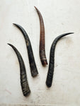 Female Springbok Horn, SB377