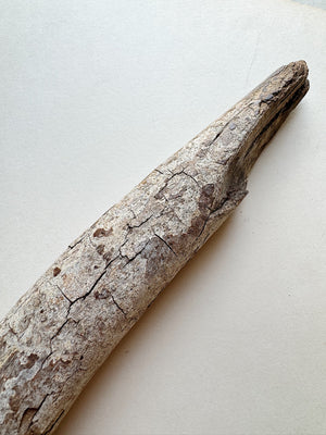 12.75” Fossilized Walrus Baculum, RM708