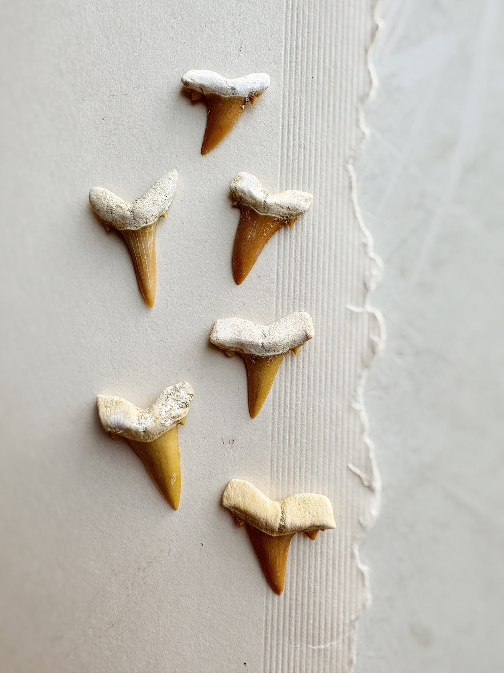 Fossilized Eocene Sand Tiger Shark Tooth, RM1567