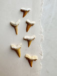 Fossilized Eocene Sand Tiger Shark Tooth, RM1567