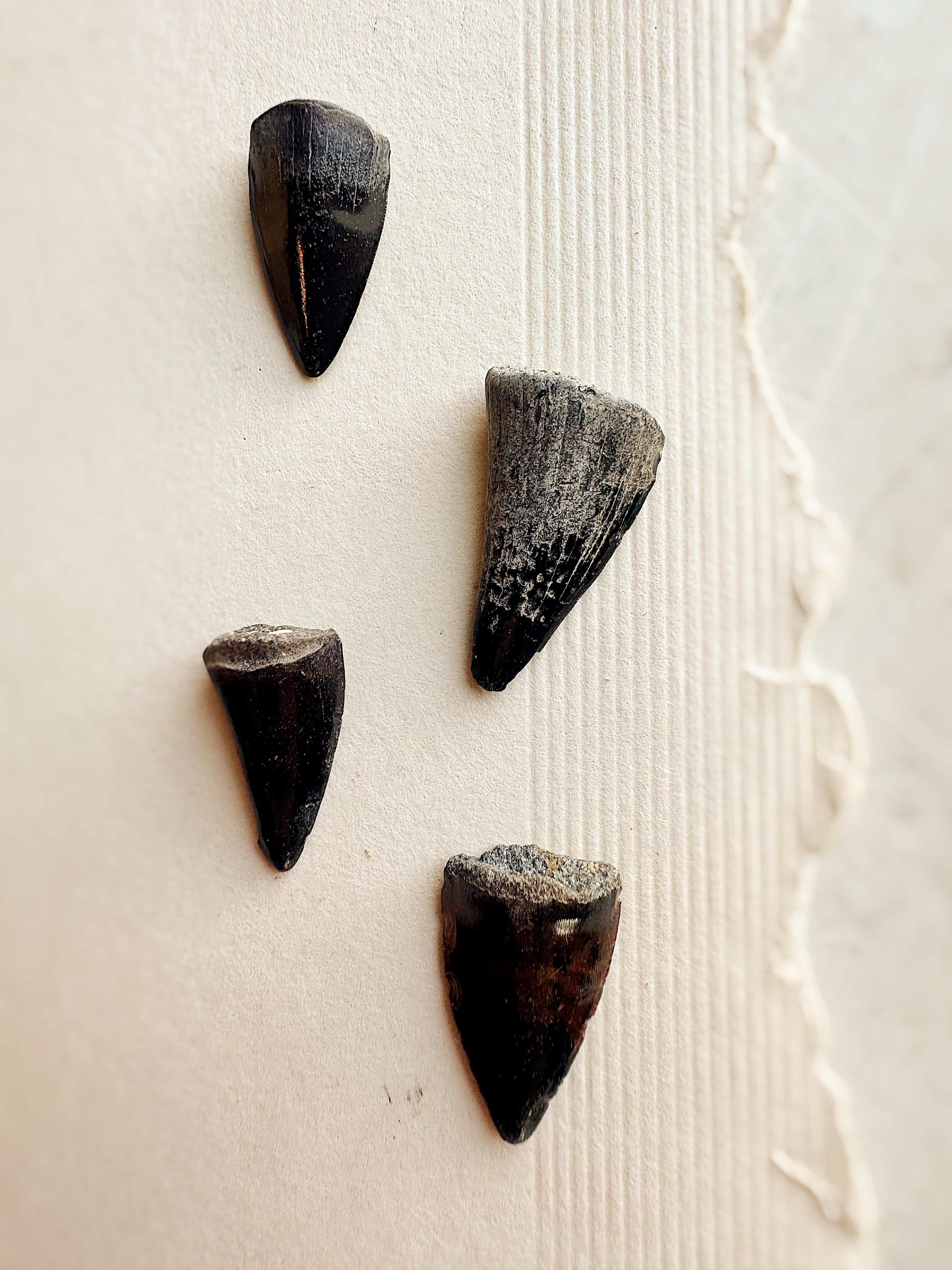 Fossilized Barracuda Tooth, RM2038