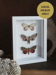 8x6" Framed Moth & Butterfly Collection, IN078