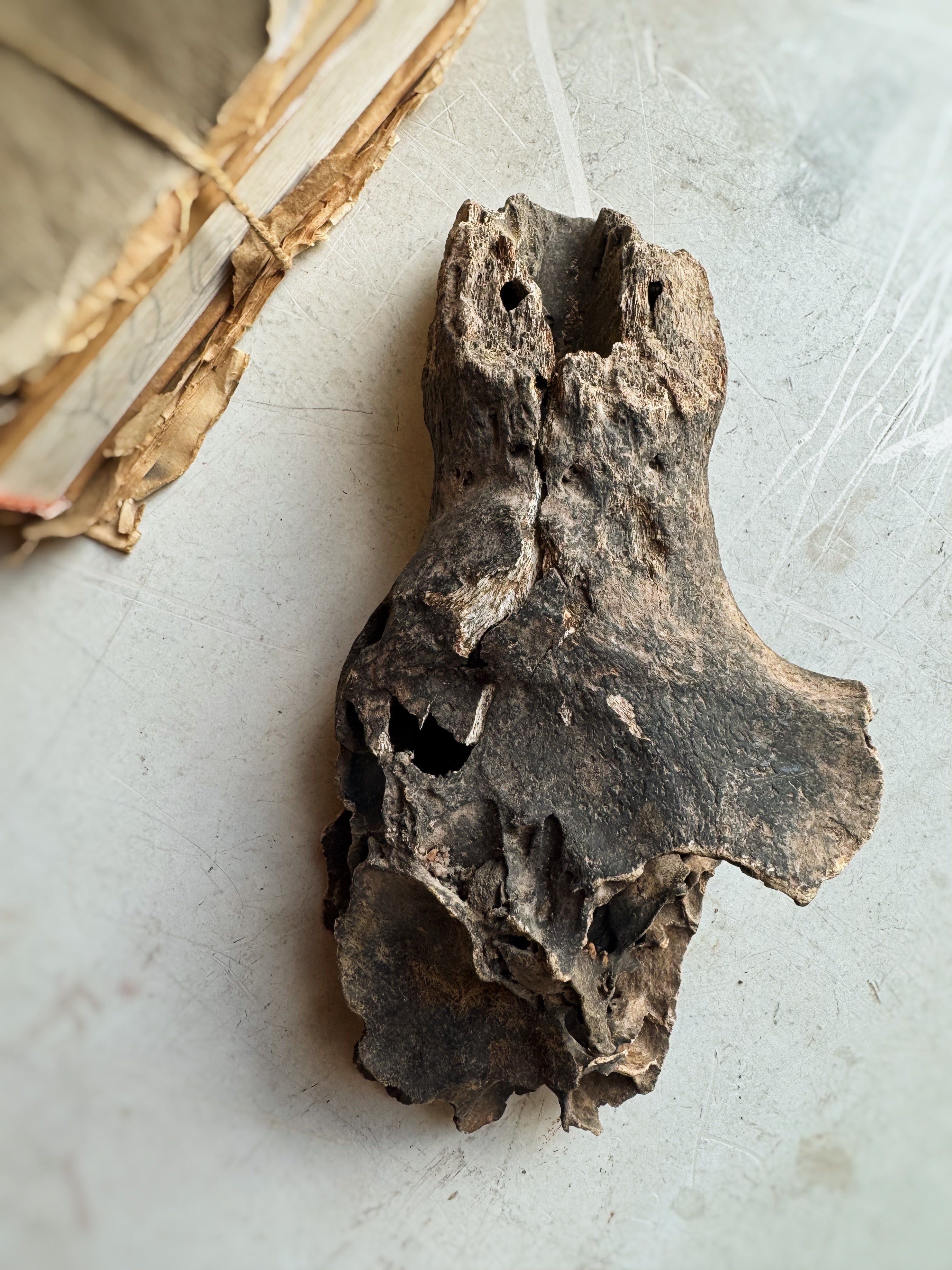 Partial Mineralized Bison Skull Top, RM125