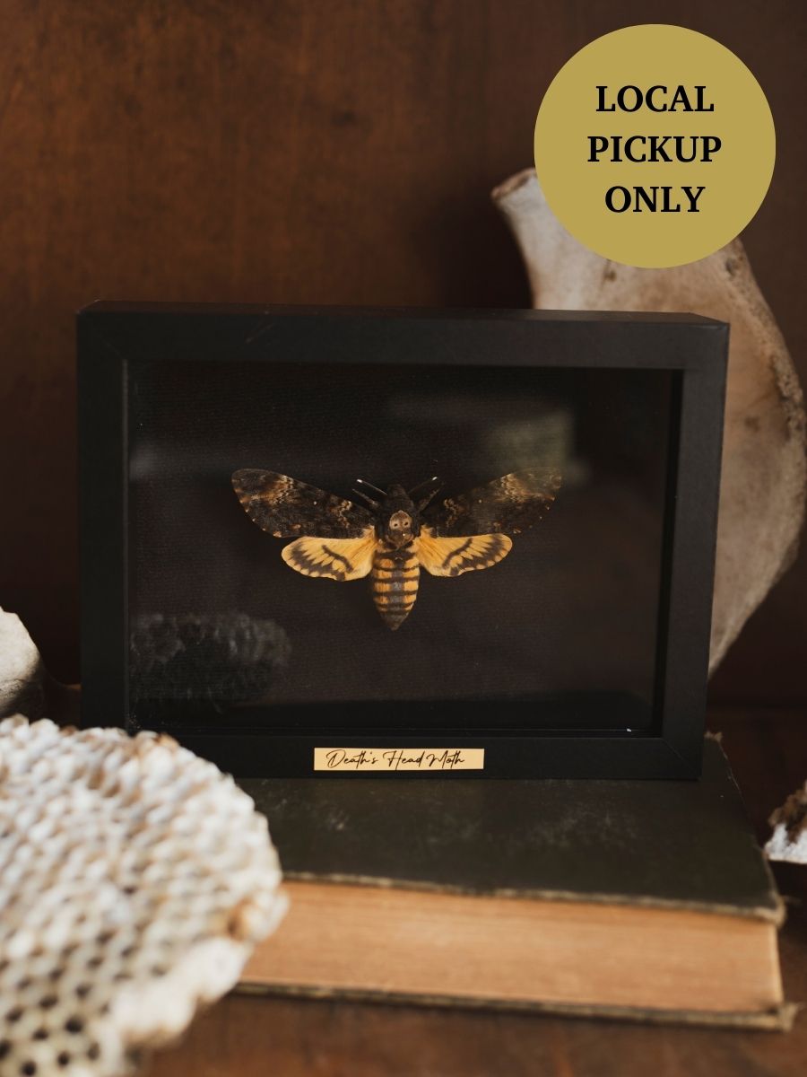 Framed Death's Head Hawk 2024 Moth