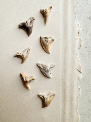 Fossilized Snaggletooth Shark Tooth, RM2029