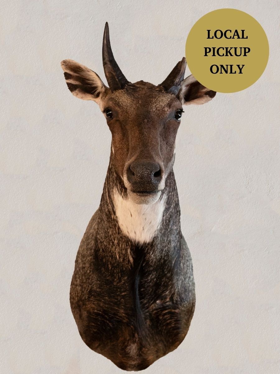 Nilgai Shoulder Mount Taxidermy, TA104