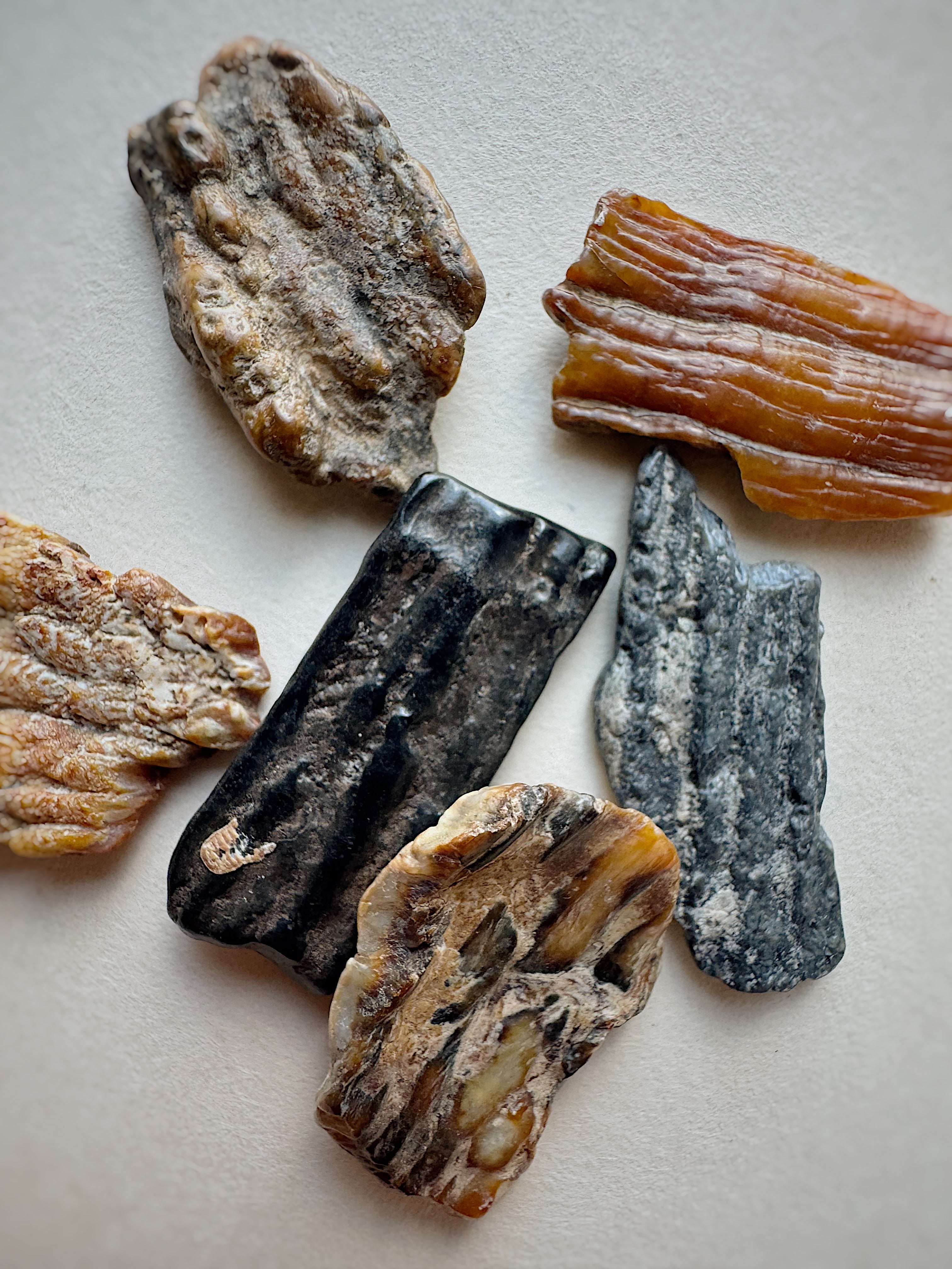 .25-1" Fossilized Woolly Mammoth Tooth Fragment, RM1746