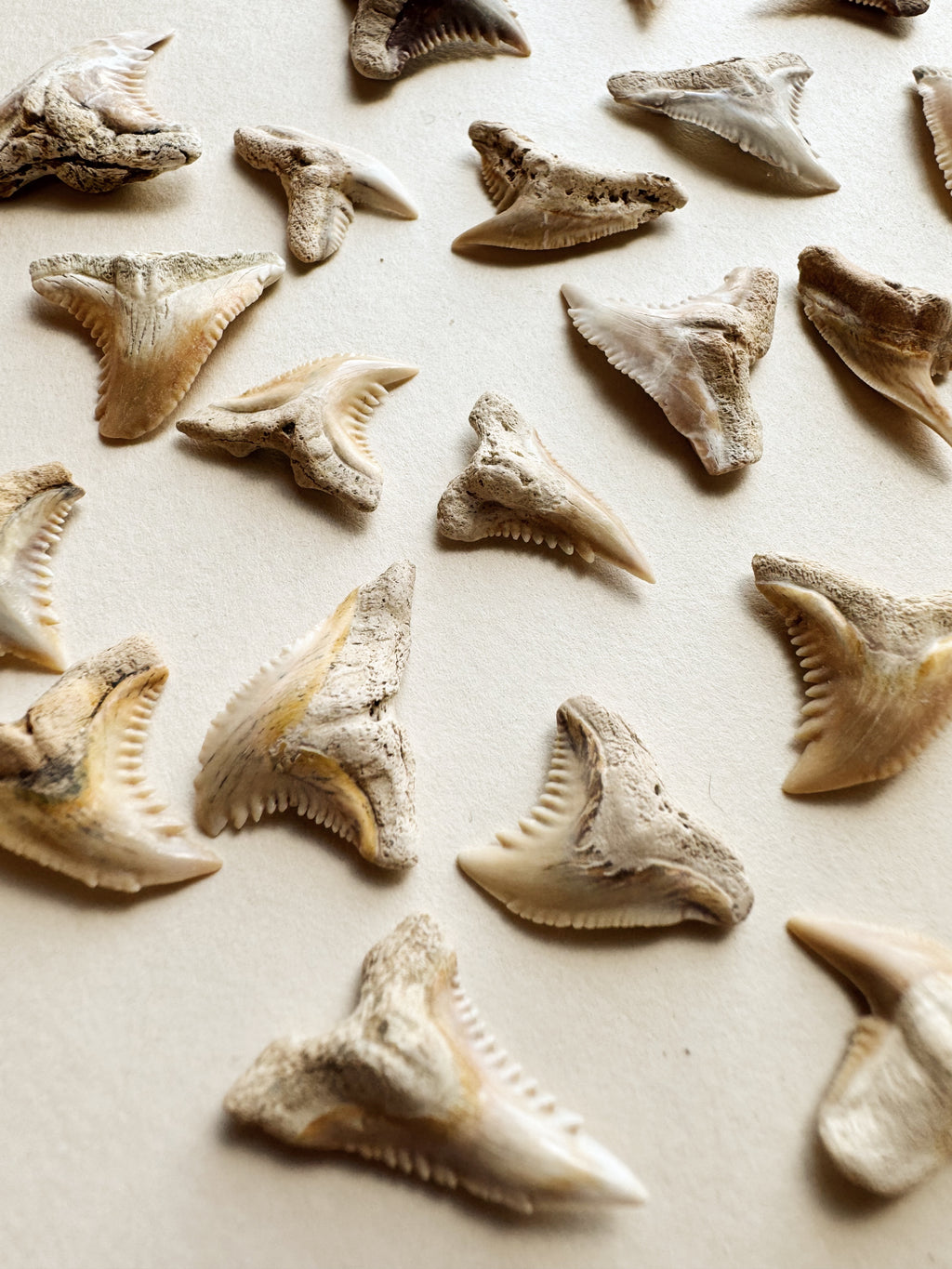 Fossilized Snaggletooth Shark Tooth, RM2029