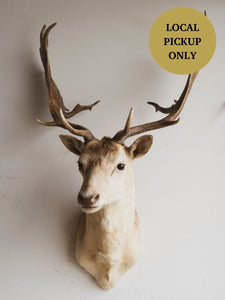 White Fallow Deer Shoulder Mount Taxidermy (Adler), TA338