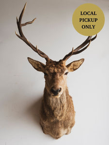 Stag Shoulder Mount Taxidermy (Stannis), TA335