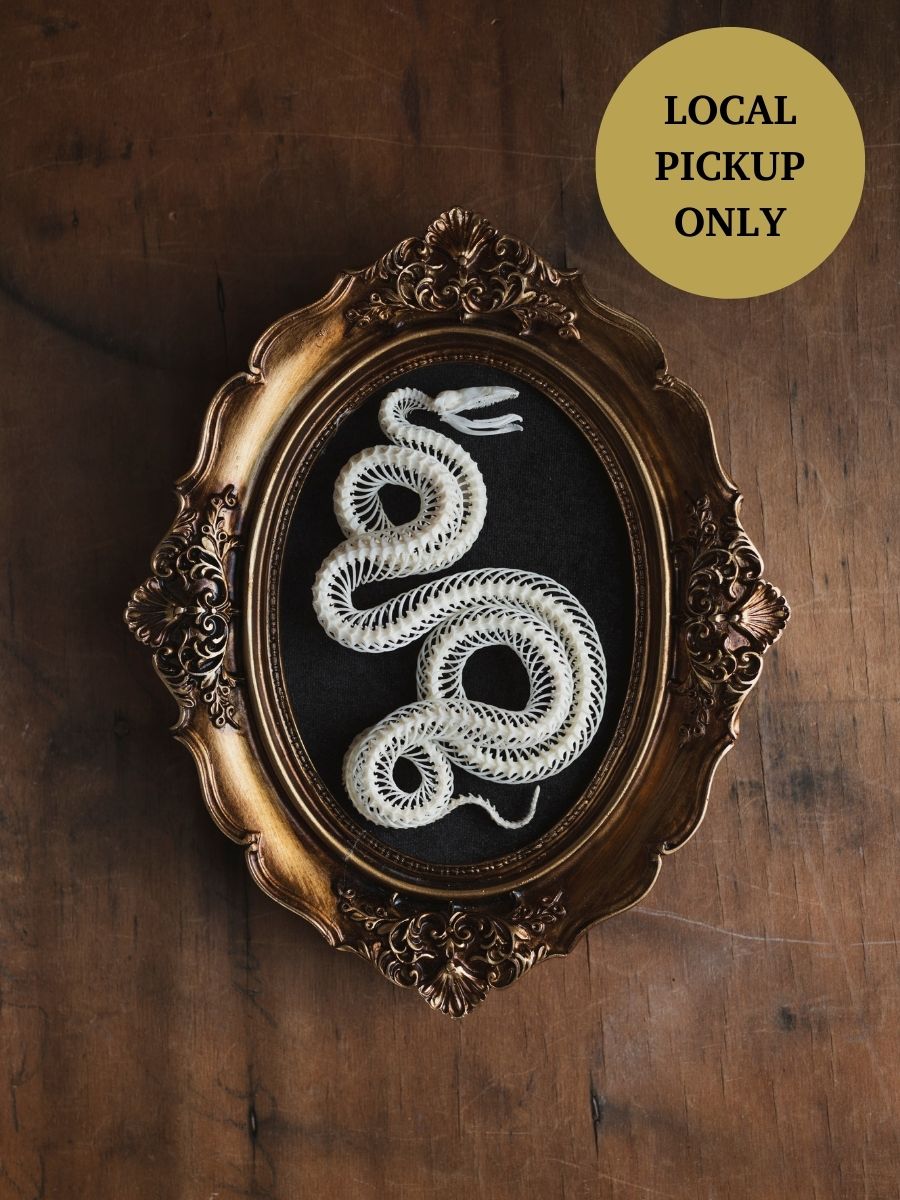 9" Victorian Framed Snake Skeleton Articulation, SB07