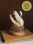 6.25" Opossum Skull in Cloche, SB932