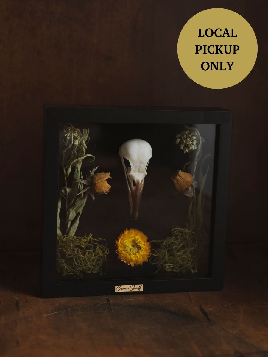 8x8" Framed Crow Skull, SB0126