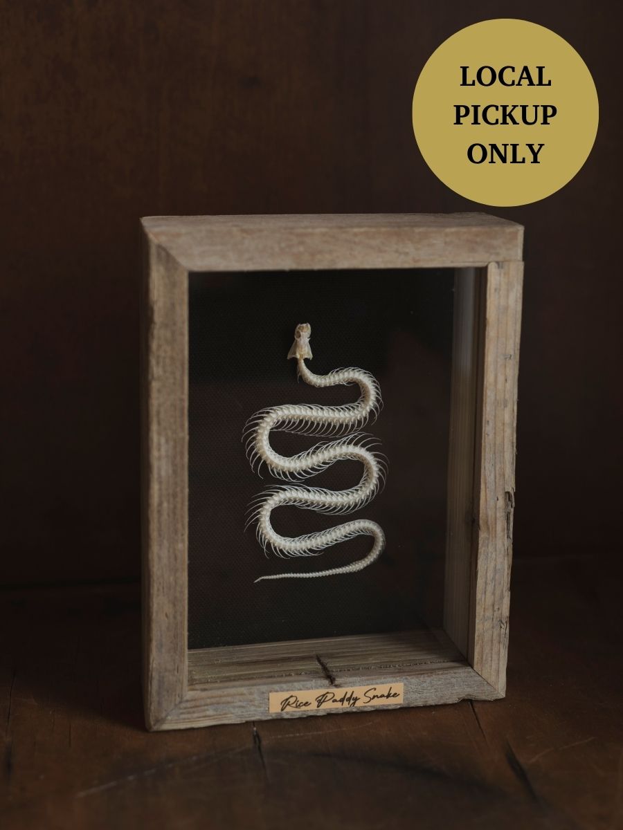 8x6" Framed Articulated Rice Paddy Snake Skeleton, SB0124