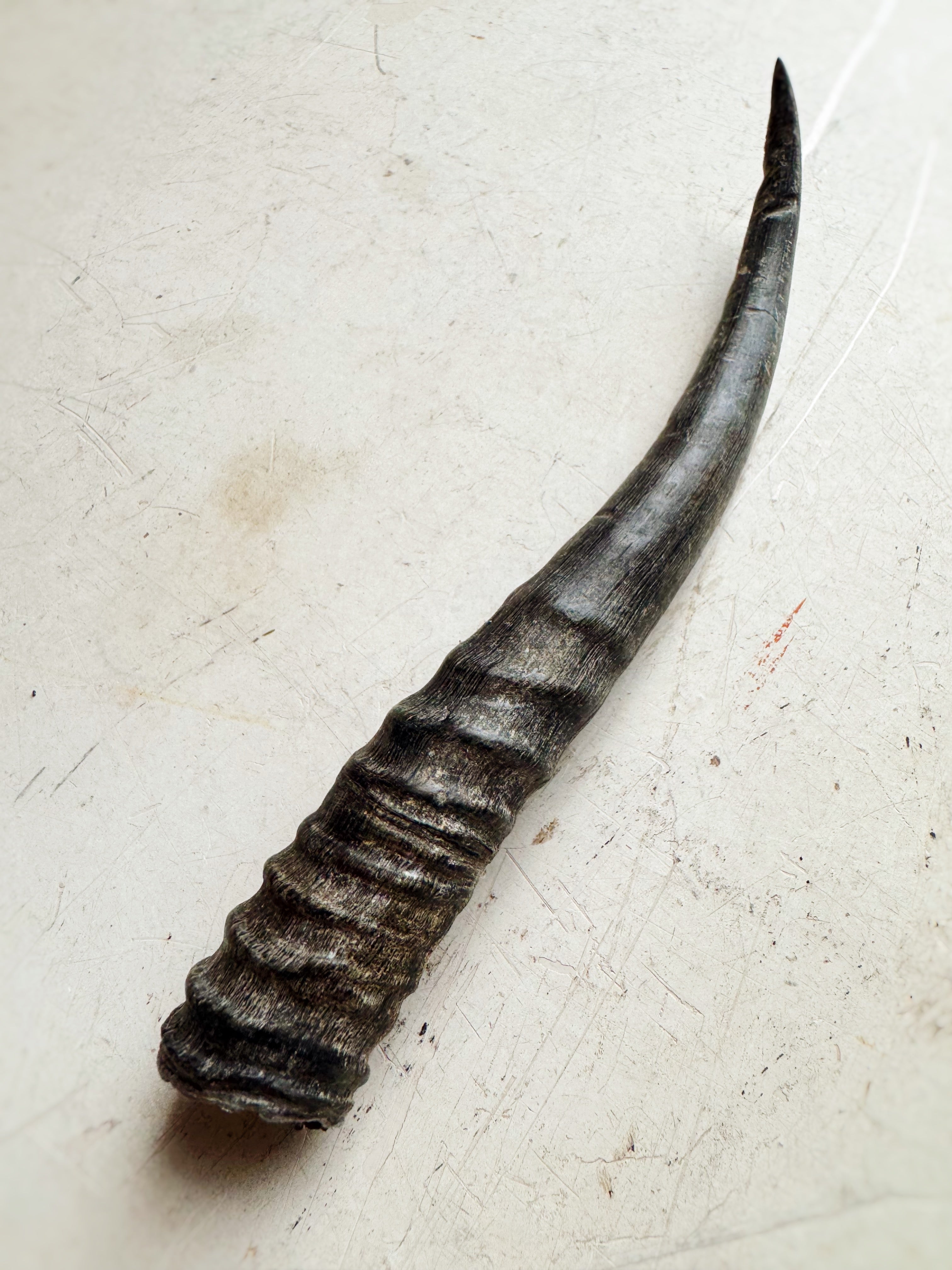 Female Springbok Horn, SB377