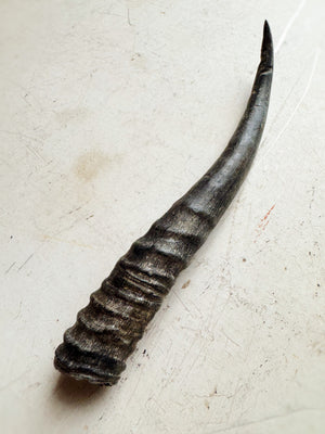Female Springbok Horn, SB377