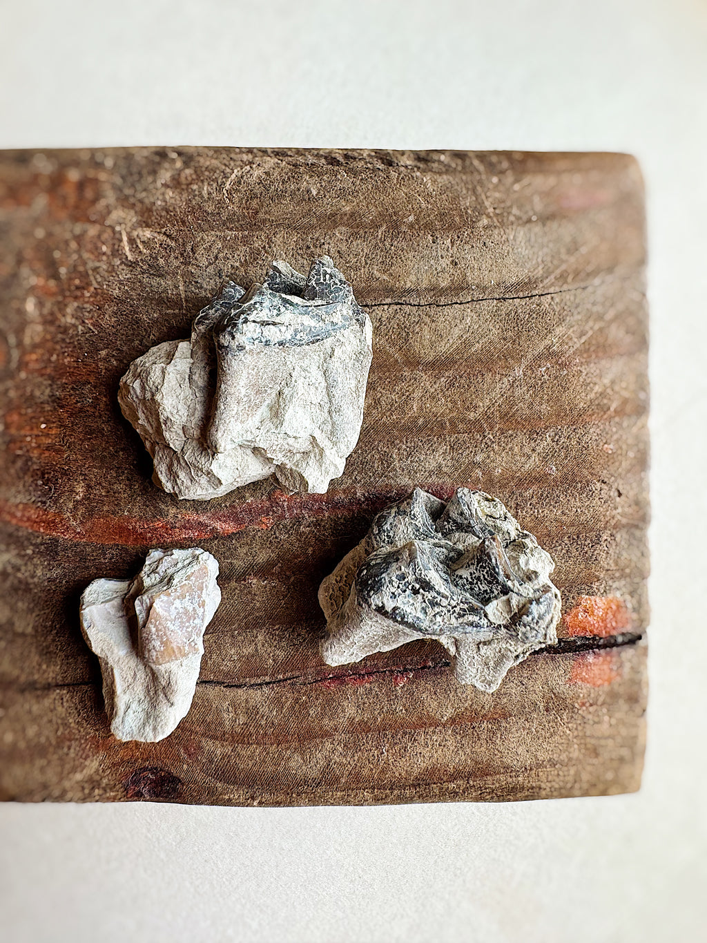 Fossilized Oreodont Tooth In Matrix, RM4057