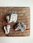 Fossilized Oreodont Tooth In Matrix, RM4057