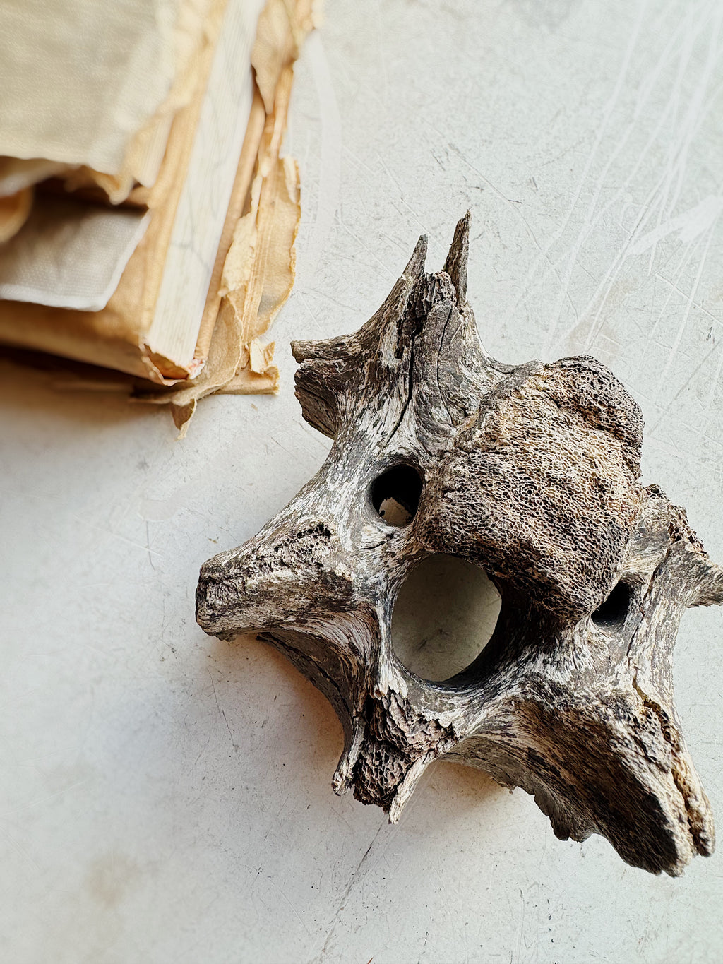 Mineralized Bison Vertebrae, RM1843
