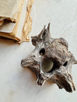 Mineralized Bison Vertebrae, RM1843