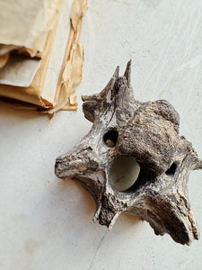 Mineralized Bison Vertebrae, RM1843