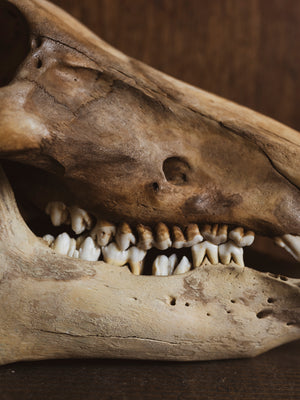 Eurasian Wild Boar Skull, SB394