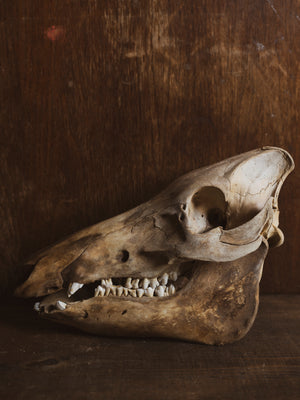 Eurasian Wild Boar Skull, SB394