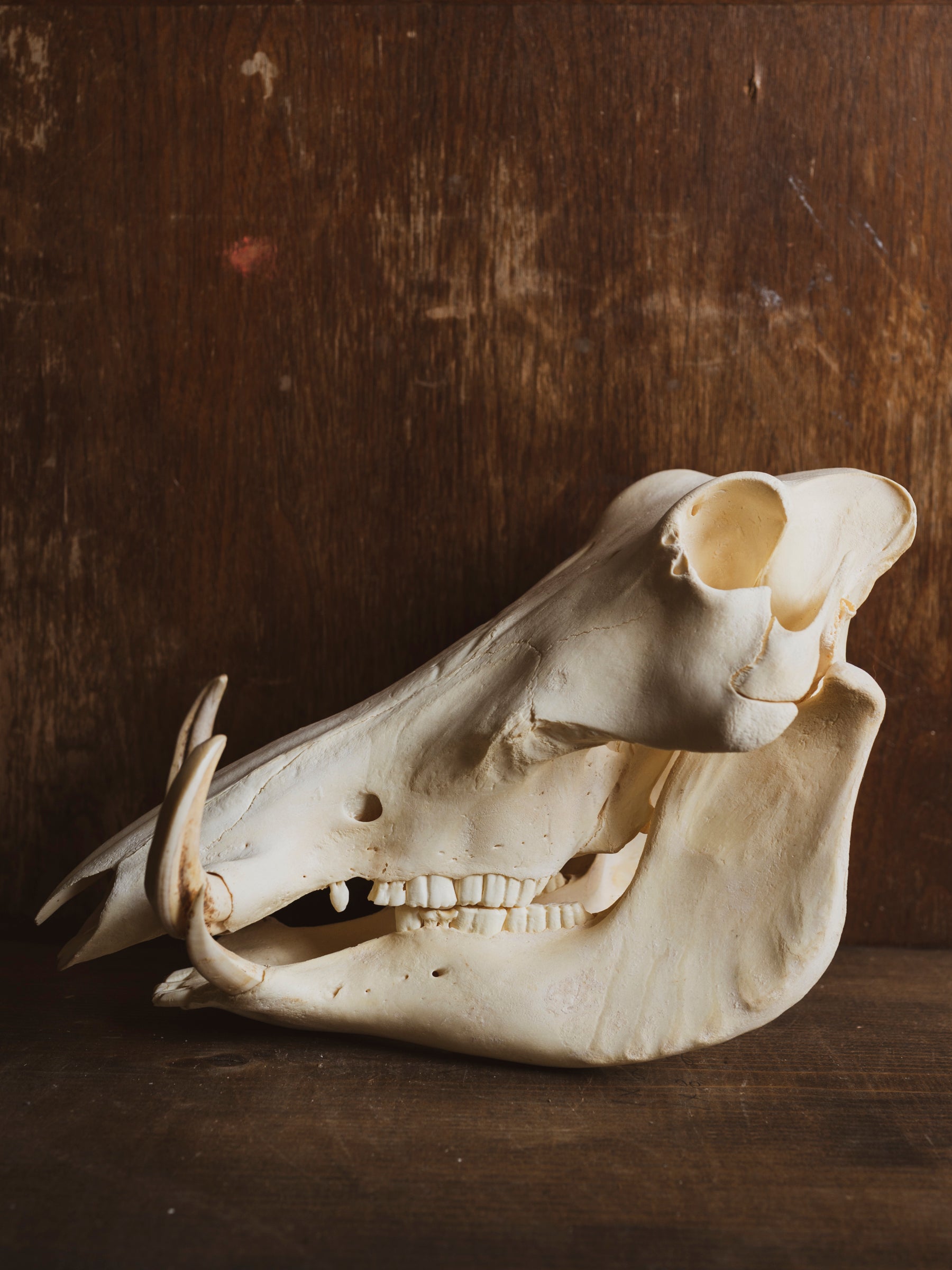 African Warthog Skull, SB323
