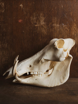 African Warthog Skull, SB323