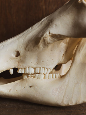 African Warthog Skull, SB323