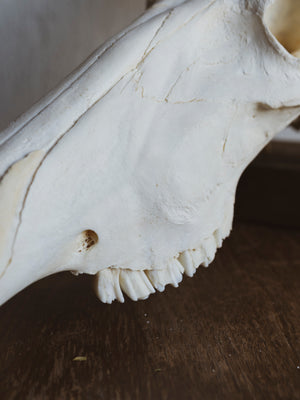 Female Red Hartebeest Skull, SB324