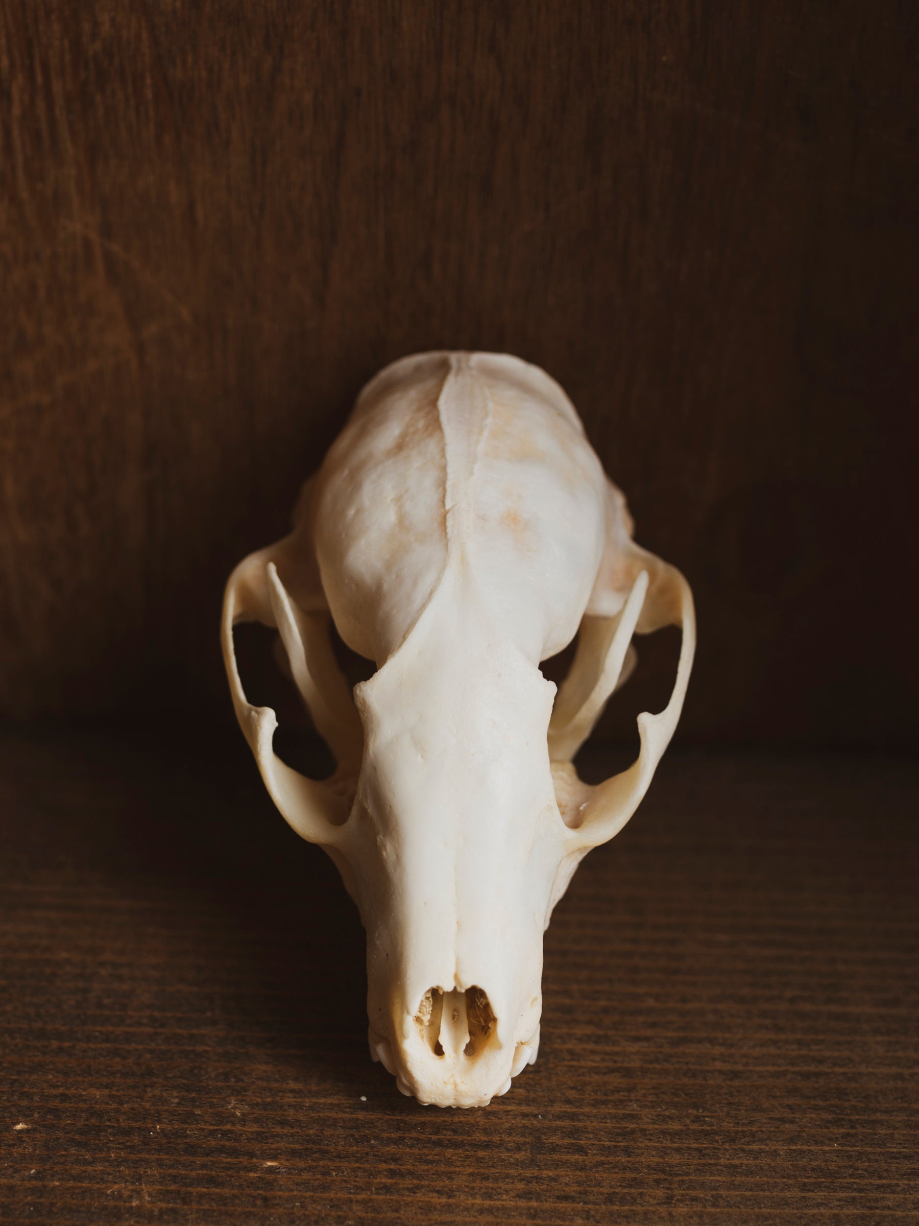 4-4.75" Raccoon Skull, SB1275