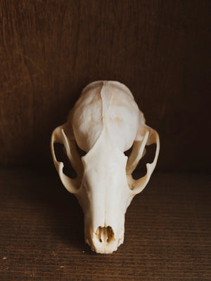 4-4.75" Raccoon Skull, SB1275