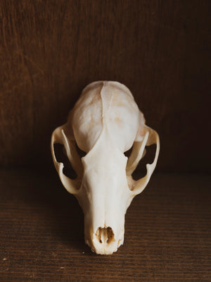 4.5-5" Raccoon Skull, SB331