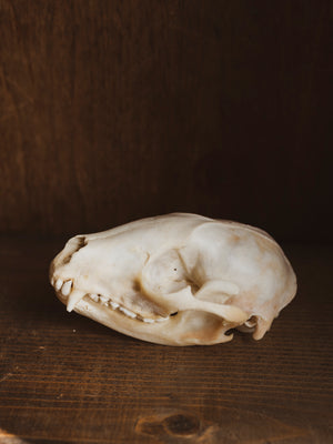 4.5-5" Raccoon Skull, SB331