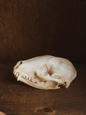 4-4.75" Raccoon Skull, SB1275